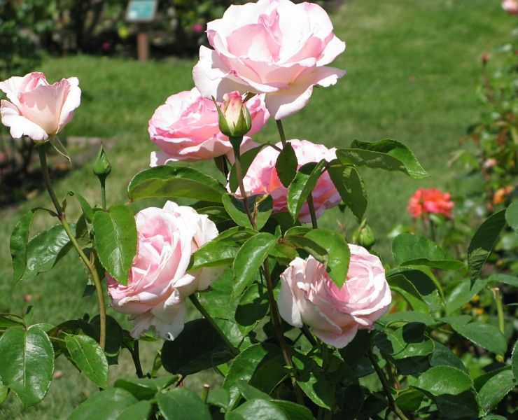  photo PinkPromiseatsjmunigardIMG_1228_zps5834e213.jpg